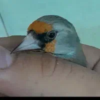 سهره کرمانی قرص بخون