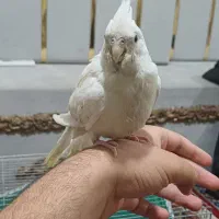 عروس هلندی نر البینو