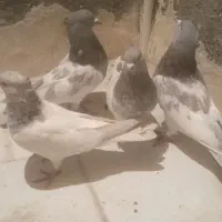 سینه کله پرشی غریب طوقی