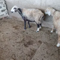 میش|حیوانات مزرعه|گتوند, |دیوار