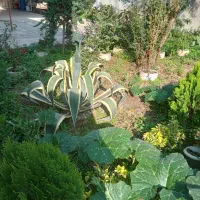 سویت-ویلایی-130متری-دربست