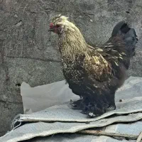 ۳عددخروس ۱۰ماهه ویک عدد یکسال ونیم