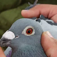 کبوتر دشتستان