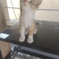 گربه