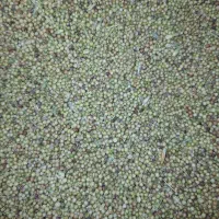 خرید گشنیز