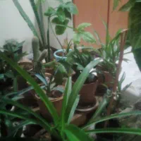 گل و گیاه|گل و گیاه طبیعی|اصفهان, قائمیه|دیوار