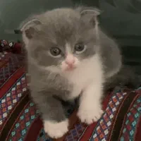 گربه نژاد دار زیبا|گربه|تهران, جنت‌آباد شمالی|دیوار