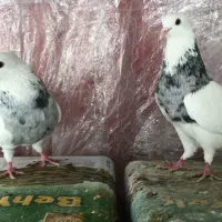 دسته کبوتر طوقی نرماده هفت رنگ الماسی خالدارمعاوضه|پرنده|آباده, |دیوار