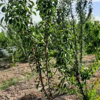 فروش زمین باغی ۲۱۵ متری در کریم‌آباد|فروش زمین و ملک کلنگی|تهران, کریم‌آباد|دیوار