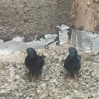 کفتر پرشی تیر ماه|پرنده|اردکان, |دیوار