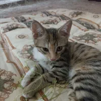 واگذاری رایگان گربه