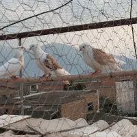 کبوتر دوبال|پرنده|دلند, |دیوار