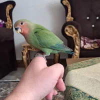 عروسی هلندی و طوطی برزیلی سرلاکی دو ماهه|پرنده|اردبیل, |دیوار