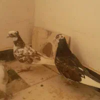 کفتر کله الماسی کینگ سایز|پرنده|فردیس, شهرک ناز|دیوار