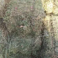 یونجه خشک خشک بدون علف خالص