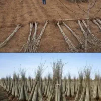 نهالستان محسن. فروش درخت صنوبر نیگرا ترکیه ای