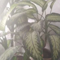 گل دیفن باخیا