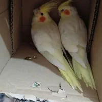 جوجه سرلاکی