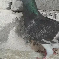 کبوتر