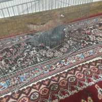 کبوتر سرخ. گرفتنی