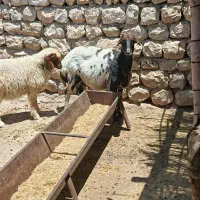 یک راس گوسفند داشتی و دو راس بره ماده بهاره/انجیره