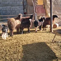 شیشک بره دار|حیوانات مزرعه|مرودشت, نقش رستم|دیوار