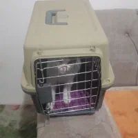 قفس حمل نقل گربه