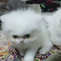 بچه گربه پرشین اشرافی|گربه|تنکابن, |دیوار