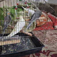 فروش عروس پاریس|پرنده|اهواز, شهرک رزمندگان|دیوار