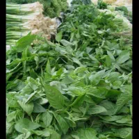 سبزی خاش عمده و خرده
