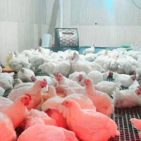 مرغ گوشتی|حیوانات مزرعه|بافت, |دیوار