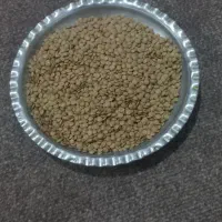 عدس|حراج|کردکوی, |دیوار