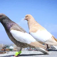 صد تا کبوتر سالم و سرحال فروشی