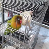 طوطی برزیلی نروماده