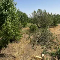 باغ|فروش زمین و ملک کلنگی|قم, نخودی|دیوار
