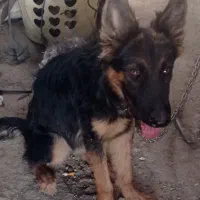 یه قلاده ماده هفت ماهه ژرمن شولاین