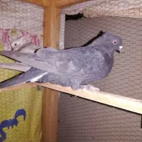 تعدادی کبوترساعتی خوش رنگ|پرنده|شاهرود, |دیوار