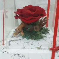 گل رز جاودان هدیه ولنتاین