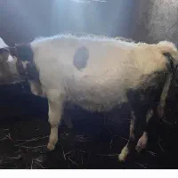 گوساله ماده|حیوانات مزرعه|ویلکیج, |دیوار