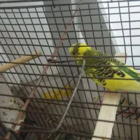 مرغ عشق نر|پرنده|بوکان, |دیوار