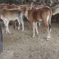 ۷ راس گوساله نر
