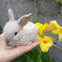 خرگوش دونه ای دویست