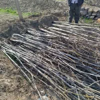 نهال گردو|خدمات باغبانی و درختکاری|طاغنکوه, |دیوار