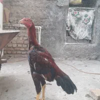 جوجه خروس لاری نسل دار|حیوانات مزرعه|مزرعه کتول, |دیوار