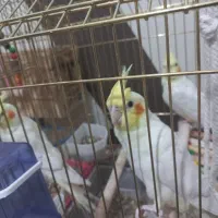 عروس هلندی دستی