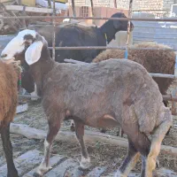 دوعدد طوقلی ماده زیر قوچی جنس نامبروان|پرنده|آق قلا, |دیوار