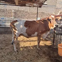 شتر شیری ،گاو شیری گوساله آبستن جرزی قیمت مناسب|حیوانات مزرعه|یزد, |دیوار