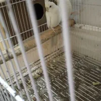 عروس هلندی آلبینو