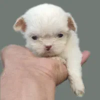 شیتزو سوپر فلت عروسکی|سگ|رشت, دیانتی|دیوار