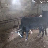 گوساله محلی سر شاخ